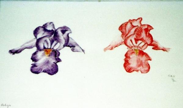 Klick für Originalgröße :img015.jpg