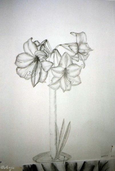 Klick für Originalgröße :img115.jpg